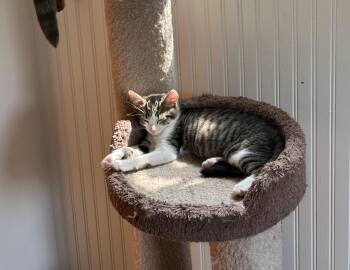 Rescue Domestic Short Hair Cats for Adoption in Vails Gate, New York - Kevin | PetCurious