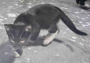 Aries Connor -  Domestic Short Hair Cat for Adoption in Oviedo, Florida - Aries Connor | PetCurious