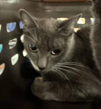 Cider -  Domestic Short Hair Cat for Adoption in Palm Coast, Florida - Cider | PetCurious
