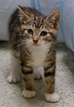 Tyler -  Domestic Short Hair Cat for Adoption in Verona, Wisconsin - Tyler | PetCurious