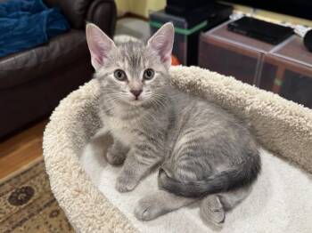 Pixie -  Tabby Cat for Adoption in Hamilton, Ontario - Pixie | PetCurious