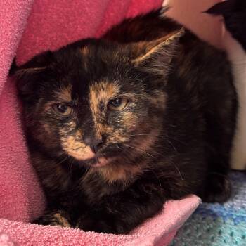 Moody -  American Shorthair Cat for Adoption in Hackensack, Minnesota - Moody | PetCurious