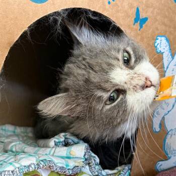 Domestic Medium Hair Cats Available for Adoption in West Olive, Michigan - Watercolor | PetCurious