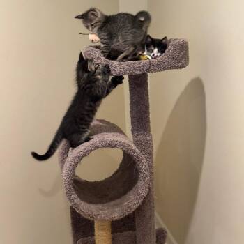 Cheese Curd -  Domestic Short Hair Cat for Adoption in Wheeling, Illinois - Cheese Curd | PetCurious