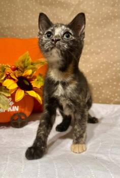 Cora -  Domestic Short Hair Cat for Adoption in Groveland, Massachusetts - Cora | PetCurious