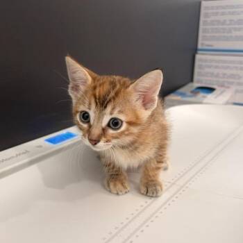 Fleur de lis -  Domestic Short Hair Cat for Adoption in Livingston, Texas - Fleur De Lis | PetCurious