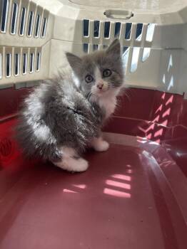 Amren -  Domestic Long Hair Cat Available for Adoption in Newnan, Georgia - Amren | PetCurious