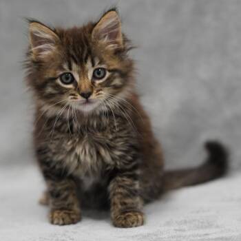 Catherine -  Domestic Medium Hair Cat for Adoption in Sunnyvale, California - Catherine | PetCurious