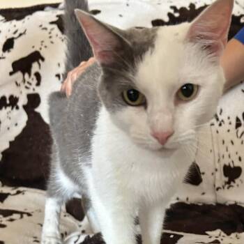 Buster *Meet me at Petsmart Eagan* -  Domestic Short Hair Cat for Adoption in Buffalo, Minnesota - Buster *Meet Me At Petsmart Eagan* | PetCurious