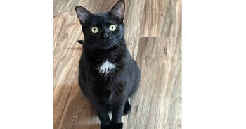 Rescue Domestic Short Hair Cats for Adoption in Redlands, California - Greasy | PetCurious