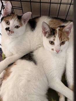 Rescue Domestic Short Hair Cats for Adoption in Bridgewater, New Jersey - Janet | PetCurious