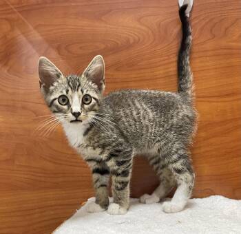 Scroggins -  Domestic Short Hair and Tabby Cat for Adoption in Oxford, Mississippi - Scroggins | PetCurious