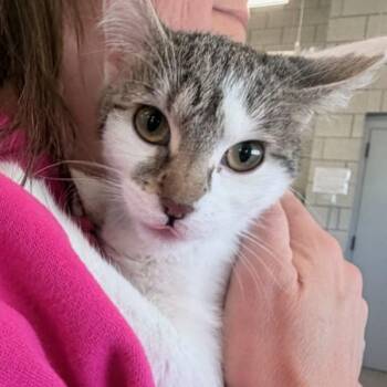 Domestic Short Hair Cats Available for Adoption - Iva | PetCurious