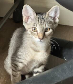 Selene -  Tabby Cat for Adoption in Noble, Oklahoma - Selene | PetCurious