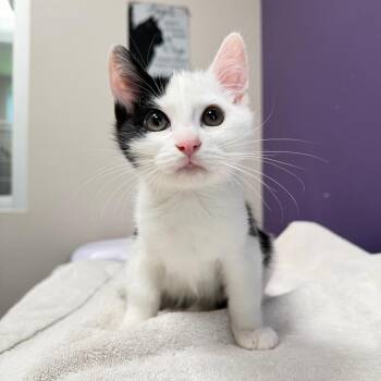 Orion -  Domestic Short Hair Cat for Adoption in Englewood, Florida - Orion | PetCurious