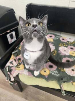 Jules 2 -  Domestic Short Hair Cat for Adoption in Tucson, Arizona - Jules 2 | PetCurious