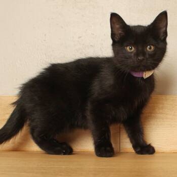 Summer C71626 -  Domestic Short Hair Cat for Adoption in Minnetonka, Minnesota - Summer C71626 | PetCurious