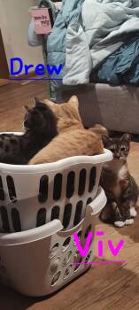 Rescue Domestic Short Hair Cats for Adoption in Lorain, Ohio - Viv | PetCurious