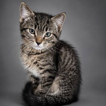 American Shorthair Cats Available for Adoption in Houston, Texas - Houston | PetCurious