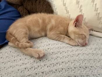 Butter -  Domestic Short Hair Cat for Adoption in Evans, Georgia - Butter | PetCurious