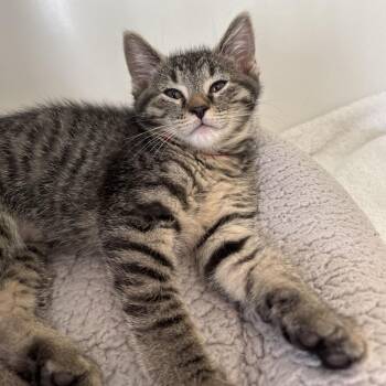 Domestic Short Hair Cats Available for Adoption in Naperville, Illinois - Wooly | PetCurious