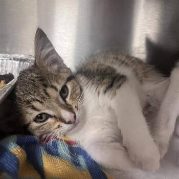 Lily -  Domestic Short Hair Cat for Adoption in Bentonville, Arkansas - Lily | PetCurious