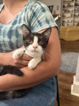 Odette (Available for pre-adoption) -  Domestic Short Hair Cat for Adoption in Camden, South Carolina - Odette (Available For Pre-adoption) | PetCurious