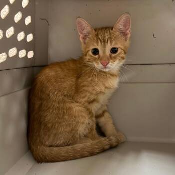 Peter -  Domestic Short Hair Cat for Adoption in Stillwater, Oklahoma - Peter | PetCurious