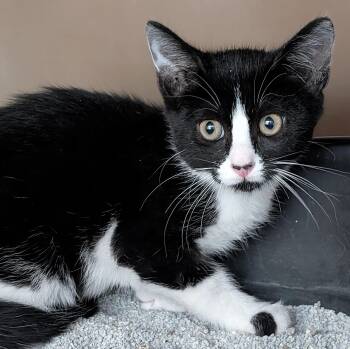 Rescue Domestic Short Hair Cats for Adoption in Bisbee, Arizona - Zippy | PetCurious
