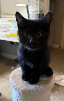 Rescue Tabby and Domestic Short Hair Cats for Adoption in Dallas, Texas - Teeny | PetCurious