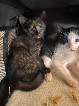PB -  Domestic Short Hair Cat for Adoption in Honolulu, Hawaii - PB | PetCurious