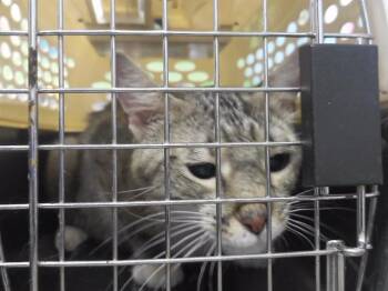 MIA -  Domestic Short Hair Cat for Adoption in Omaha, Nebraska - MIA | PetCurious