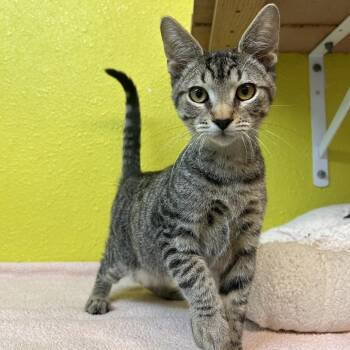 Sunday Roast -  Domestic Short Hair Cat for Adoption in Fresno, California - Sunday Roast | PetCurious