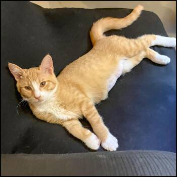 Rescue Domestic Short Hair and Tabby Cats for Adoption in Roswell, Georgia - Jocelyn | PetCurious