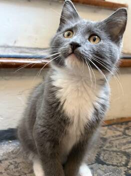 Harold -  Domestic Short Hair Cat for Adoption in Norfolk, Virginia - Harold | PetCurious