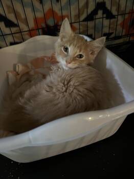 Rescue Domestic Short Hair Cats for Adoption in Loveland, Ohio - Bear | PetCurious