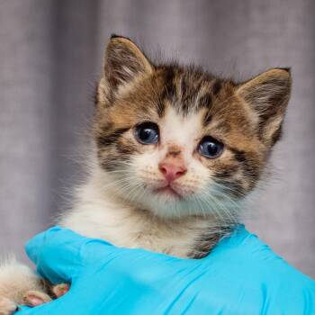 Domestic Short Hair Cats Available for Adoption - Baby Ruth | PetCurious