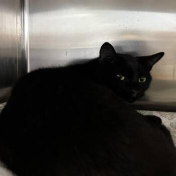 Robin -  Domestic Short Hair Cat for Adoption in Braintree, Massachusetts - Robin | PetCurious