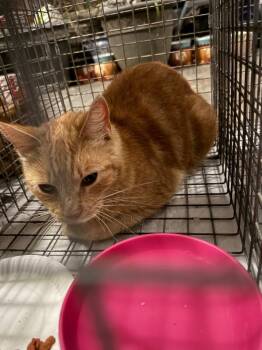 Domestic Short Hair Cats Available for Adoption in Augusta, Georgia - Supernova | PetCurious