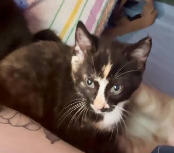 Petunia -  Domestic Short Hair Cat for Adoption in Nashville, Tennessee - Petunia | PetCurious
