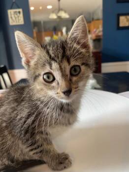 Domestic Short Hair Cats Available for Adoption in Newaygo, Michigan - Muddle | PetCurious