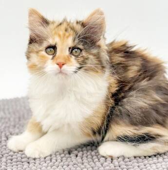 Taylor is our superstar - loves her bro Tyler -  Ragdoll and Maine Coon Cat Available for Adoption in Bedford Hills, New York - Taylor Is Our Superstar - Loves Her Bro Tyler | PetCurious