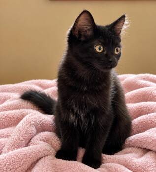 Cleo -  American Shorthair Cat for Adoption in San Diego, California - Cleo | PetCurious