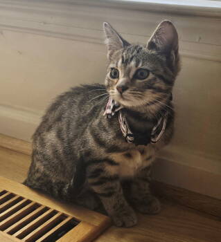 Rescue Domestic Short Hair Cats for Adoption in Reston, Virginia - Oyster | PetCurious