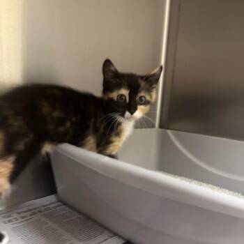 Vine -  Domestic Short Hair Cat for Adoption in Roxboro, North Carolina - Vine | PetCurious