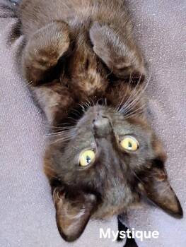 Mystique -  Domestic Short Hair Cat for Adoption in Chicopee, Massachusetts - Mystique | PetCurious