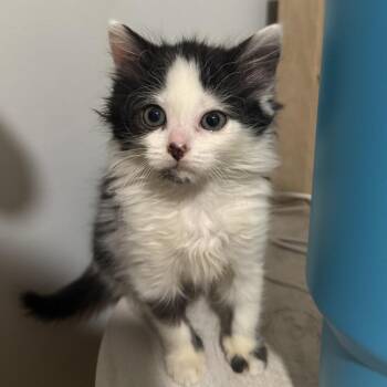Ada -  Domestic Long Hair Cat for Adoption in Fairfax Station, Virginia - Ada | PetCurious