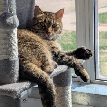 Hobbes -  Domestic Short Hair Cat for Adoption in Morden, Manitoba - Hobbes | PetCurious