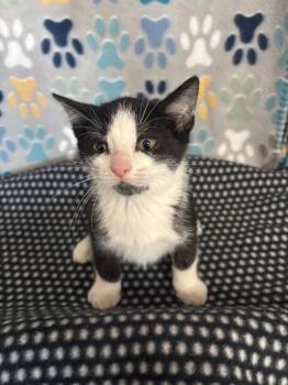 Domestic Short Hair Cats Available for Adoption in Wabash, Indiana - Tux | PetCurious