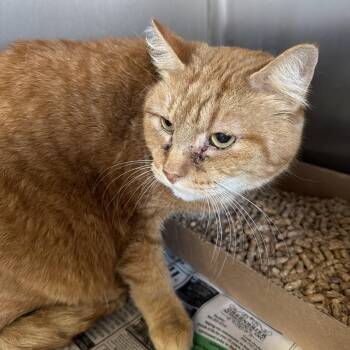 Phelix -  Domestic Short Hair Cat for Adoption in Summerlee, West Virginia - Phelix | PetCurious